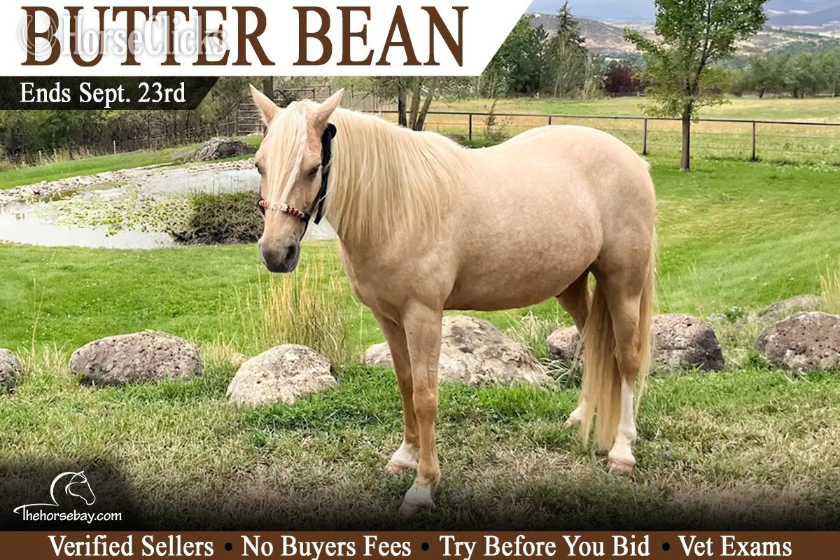 "Butter Bean" Palomino Gelding Missouri Fox Trotter in Colorado