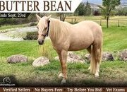"Butter Bean" Palomino Gelding Missouri Fox Trotter