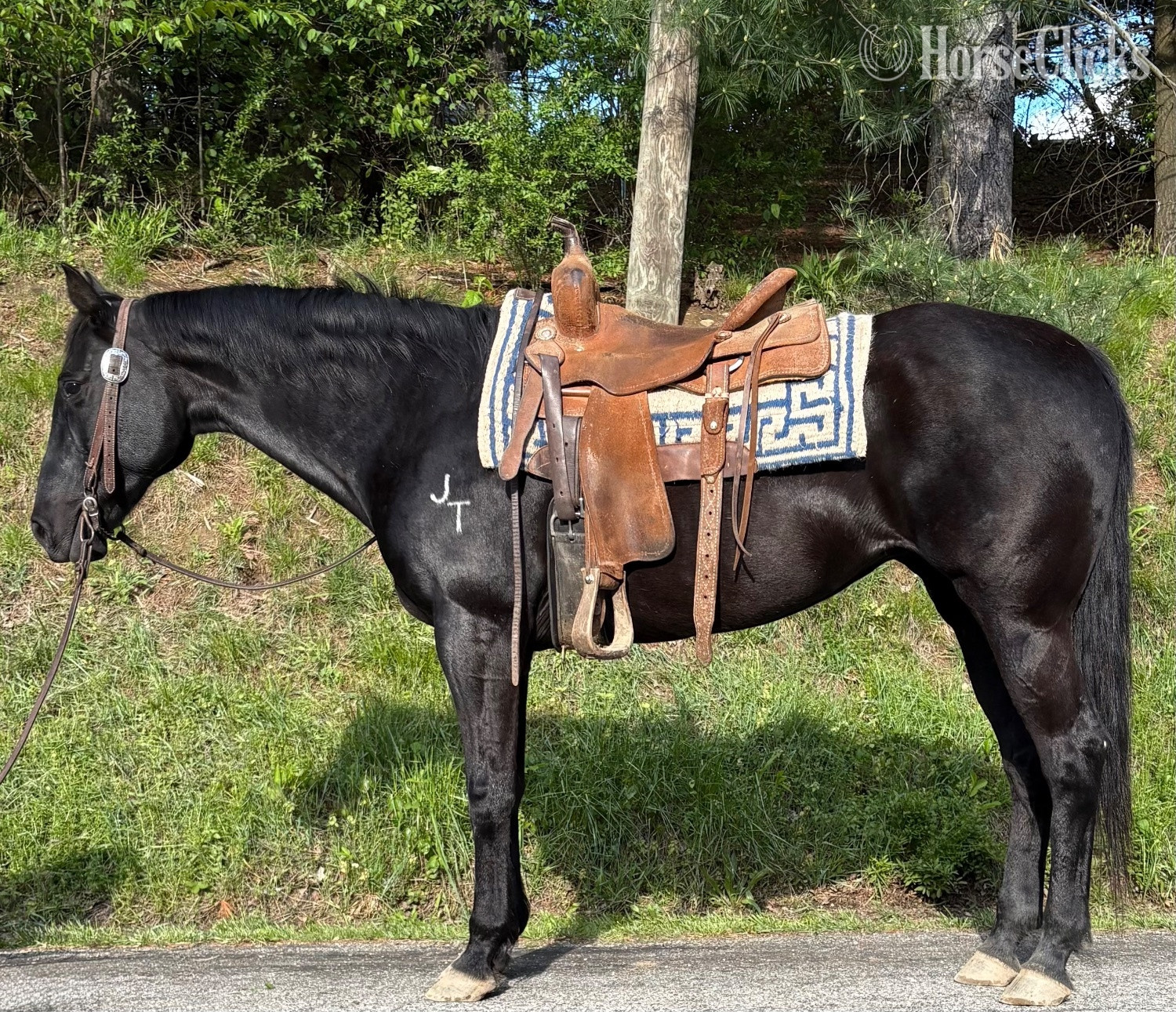 "Josie" Black Mare Quarter Horse in Ohio