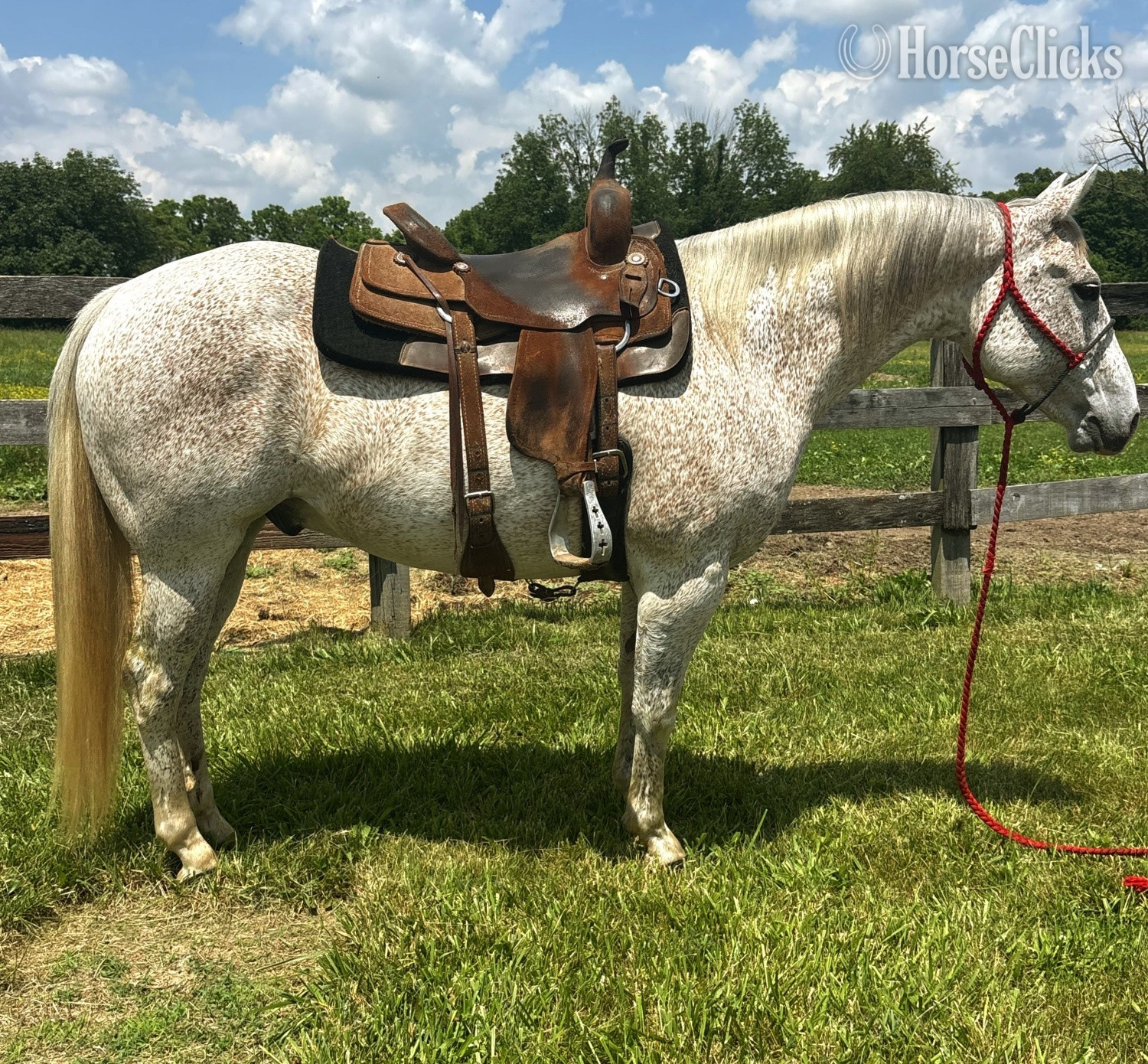 "Smokey"  Gelding Quarter Horse in Ohio
