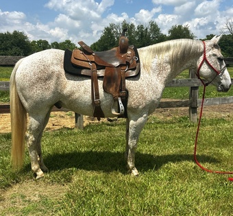 "Smokey"  Gelding Quarter Horse