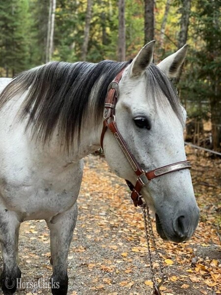 "Top Cop " Grey Gelding Standardbred - Standardbred in Montana