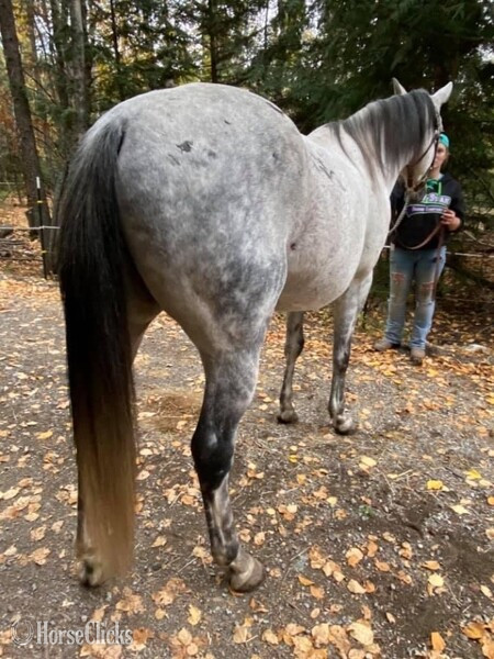 "Top Cop " Grey Gelding Standardbred - Standardbred