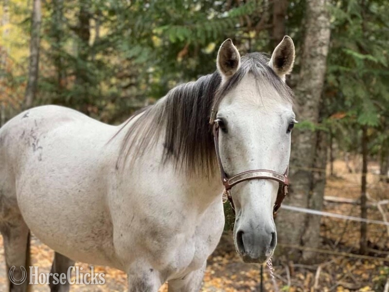 Montana "Top Cop " Grey Gelding Standardbred