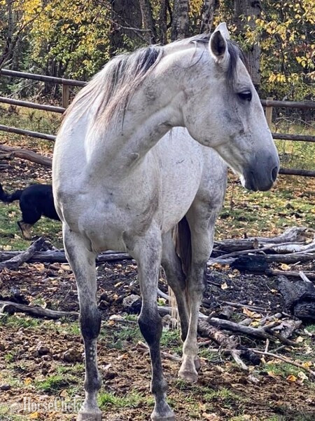 Standardbred - "Top Cop " Grey Gelding Standardbred