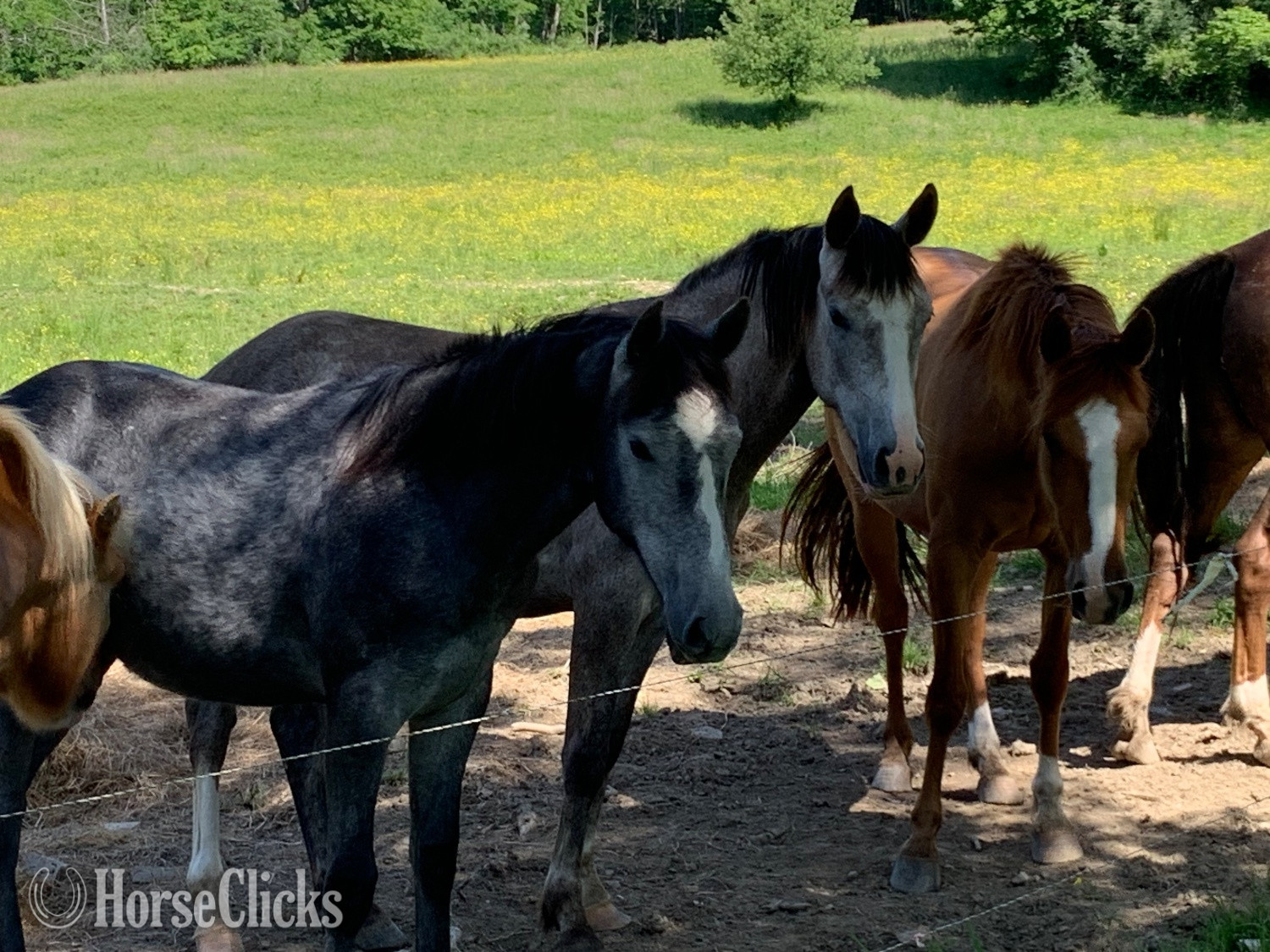 "Three to choose from" Tri-Color Filly Appaloosa in New York