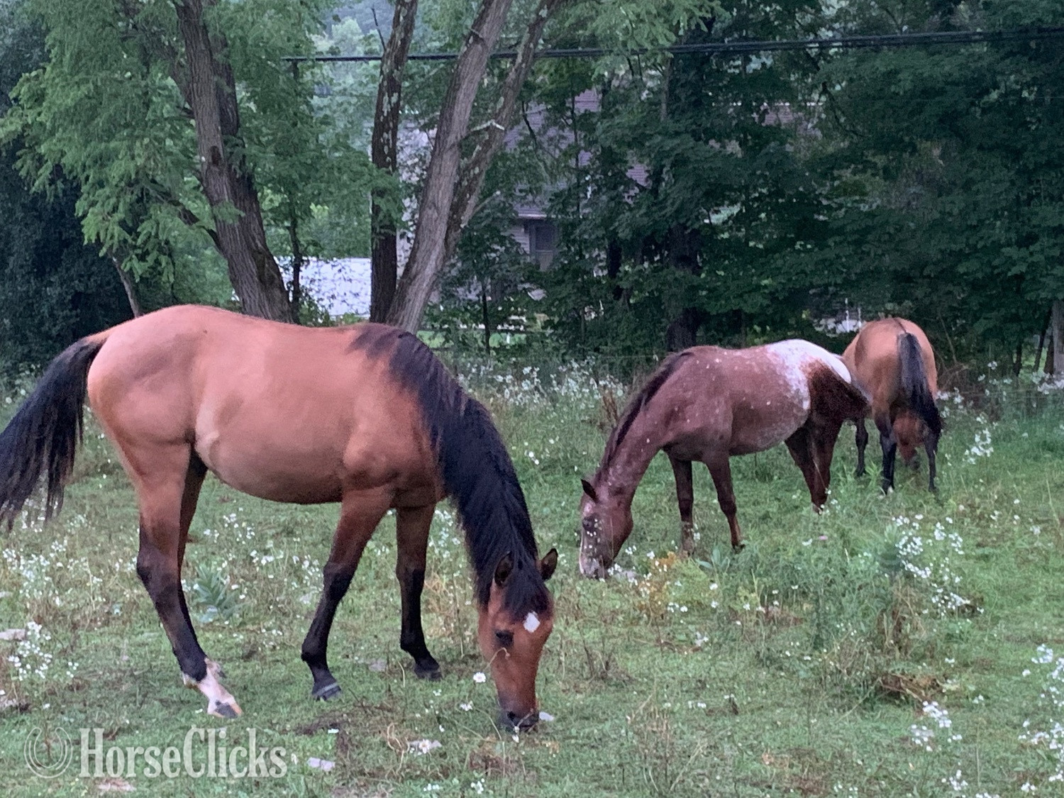 "Three to choose from" Tri-Color Filly Appaloosa