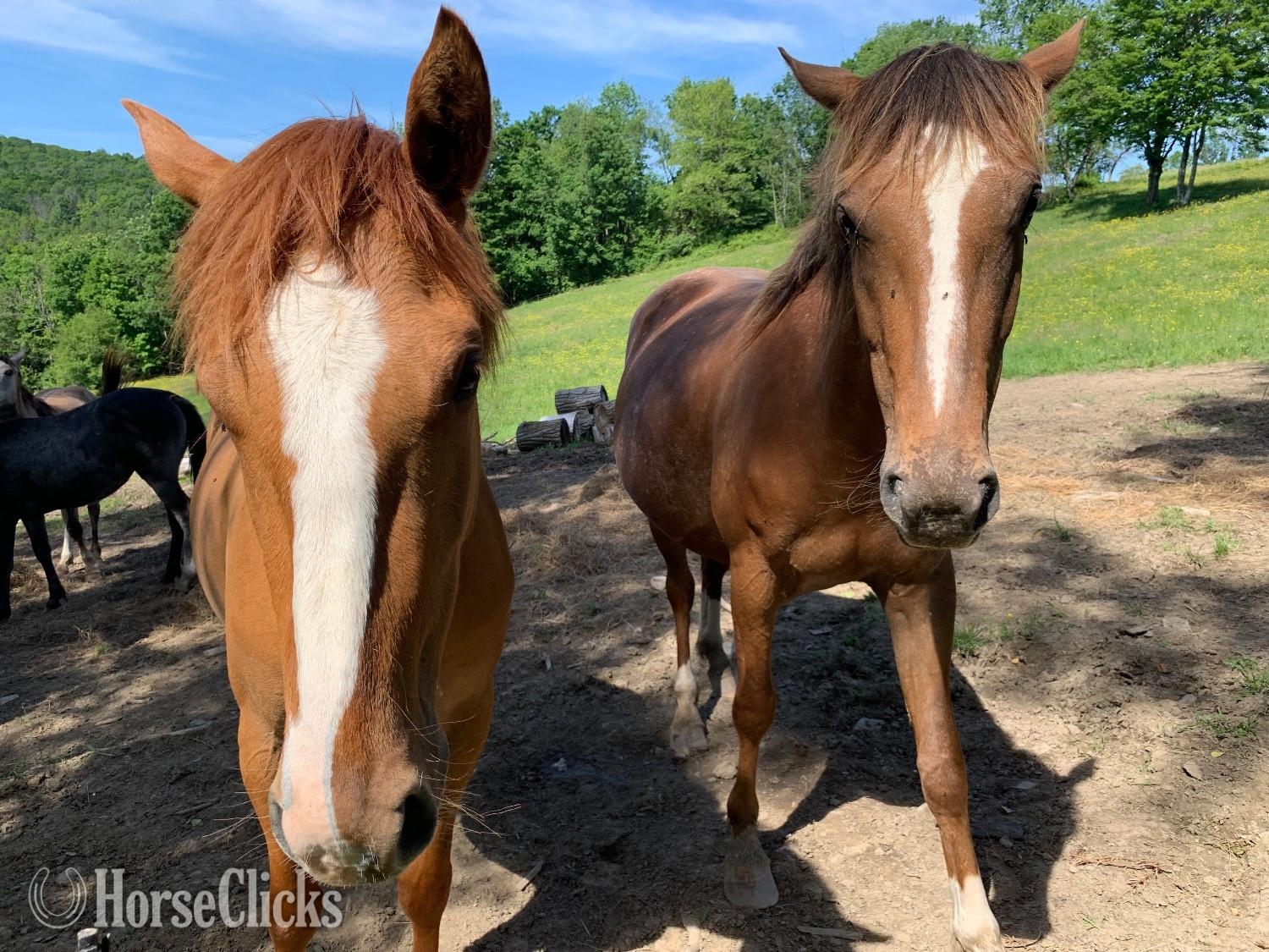 New York "Three to choose from" Tri-Color Filly Appaloosa