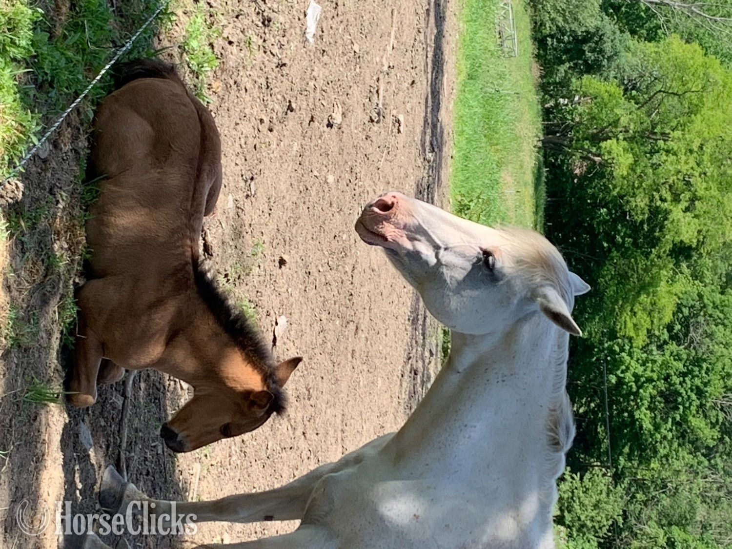 "Three to choose from" Tri-Color Filly Appaloosa - Appaloosa in New York