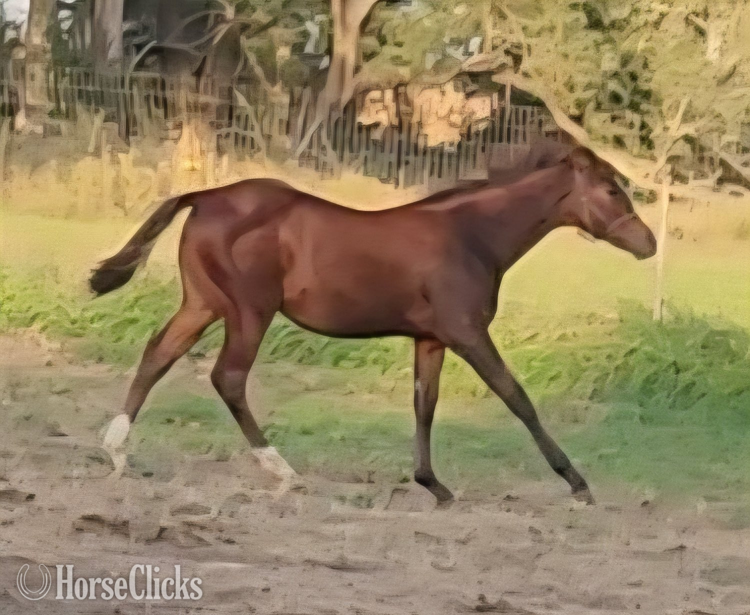 "Callie Can Do" Bay Filly Quarter Horse in Nebraska