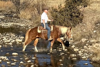 "Spur" Red Roan Gelding Quarter Horse