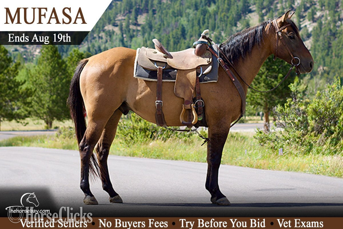 "Mufasa" Dun Gelding Quarter Horse in Colorado