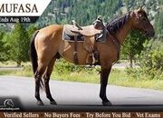 "Mufasa" Dun Gelding Quarter Horse