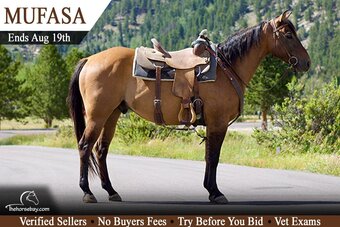 "Mufasa" Dun Gelding Quarter Horse