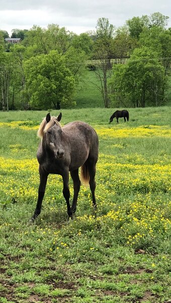 "Toby's American Mist " Grey Mare Rocky Mountain