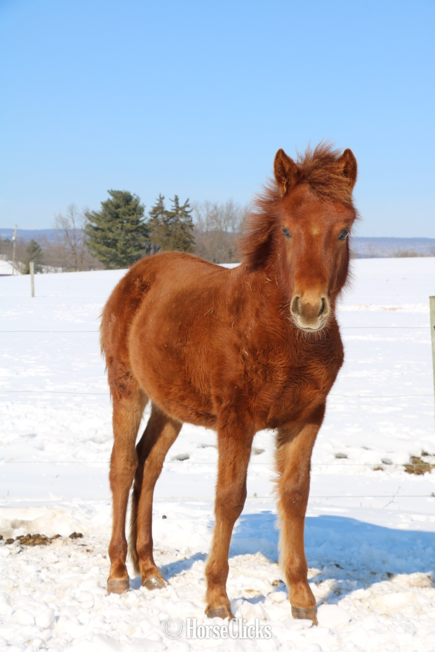 "Canelo aka”Cinnamon”" Chestnut Colt Arabian Cross in Pennsylvania