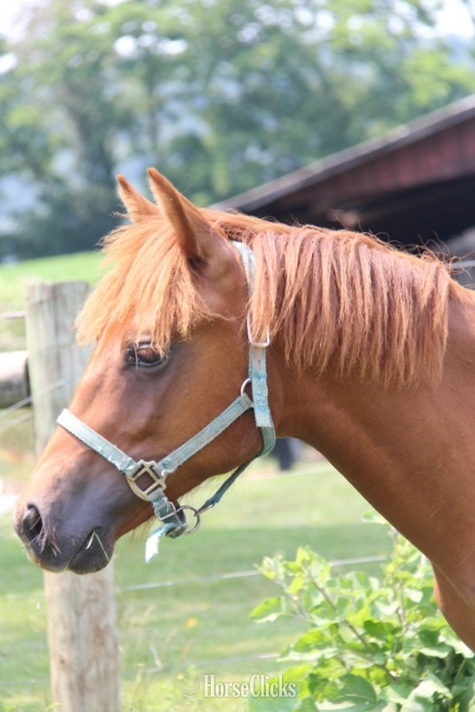 "Canelo aka”Cinnamon”" Chestnut Colt Arabian Cross in Pennsylvania