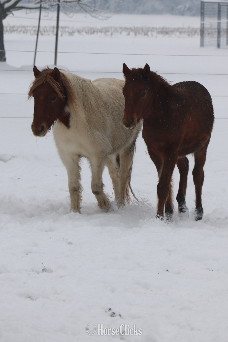 "Canelo aka”Cinnamon”" Chestnut Colt Arabian Cross