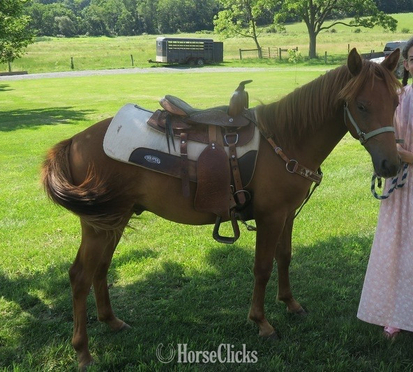 "Canelo aka”Cinnamon”" Chestnut Colt Arabian Cross