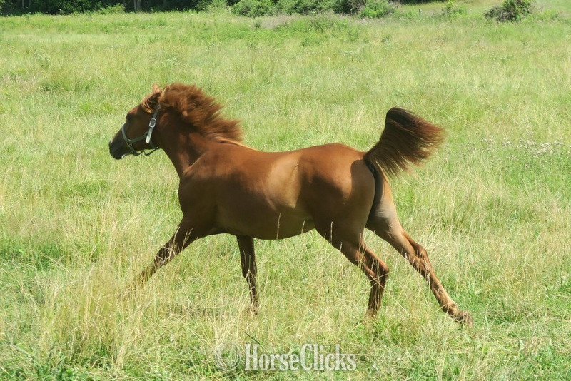 Pennsylvania "Canelo aka”Cinnamon”" Chestnut Colt Arabian Cross