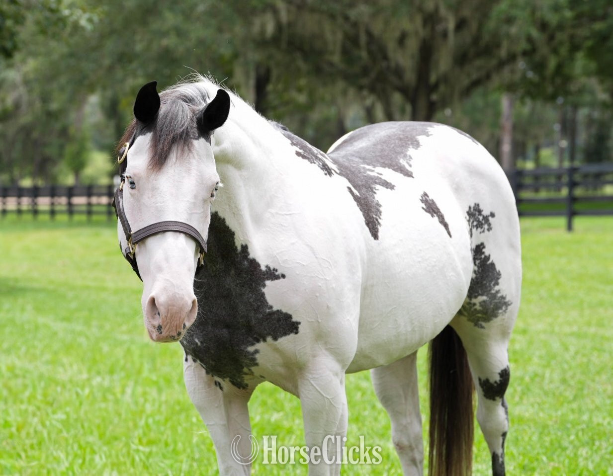 "HUSTLERS LIZZIE" Overo Mare Paint in Florida