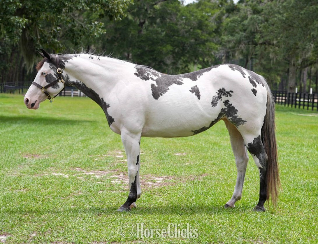 "HUSTLERS LIZZIE" Overo Mare Paint