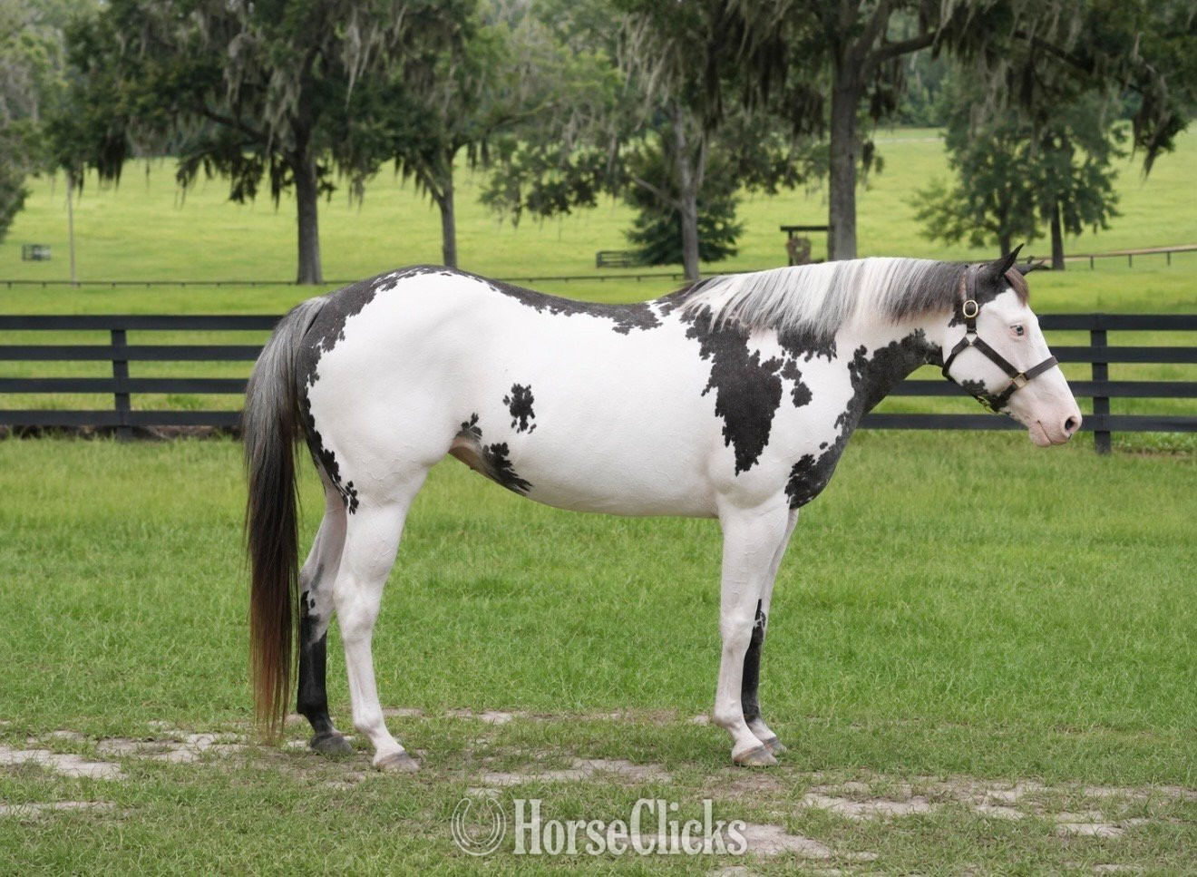 Florida "HUSTLERS LIZZIE" Overo Mare Paint