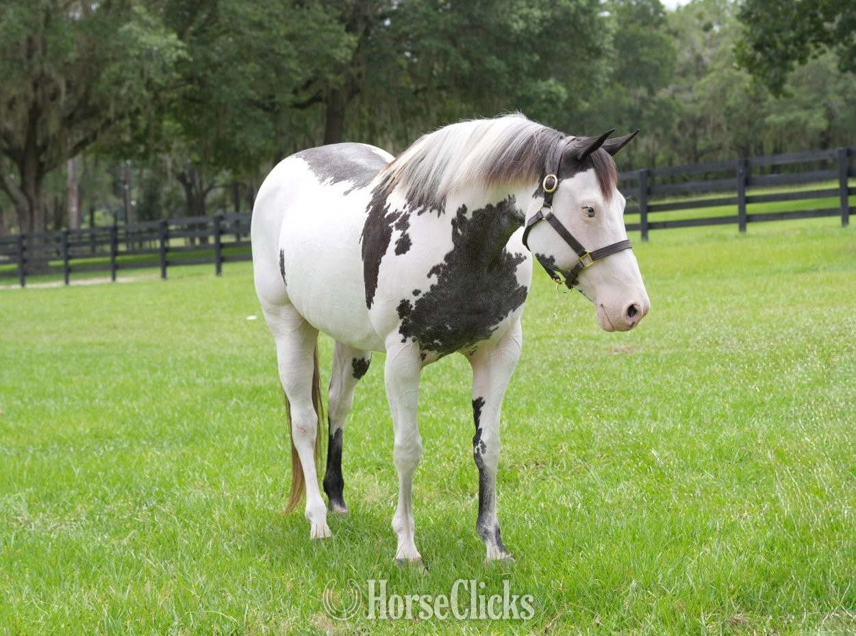 "HUSTLERS LIZZIE" Overo Mare Paint - Paint in Florida