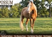 "Possum" Palomino Gelding Mountain Pleasure