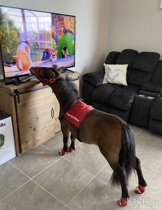 "Please call or text us at *941-548-MINI*" Pinto Gelding American Miniature - American Miniature in Florida