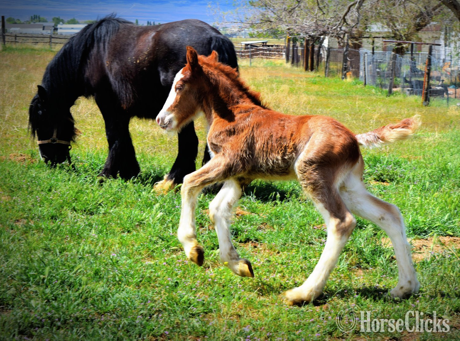 "FKGH Kellen" Chocolate Colt Gypsy Vanner