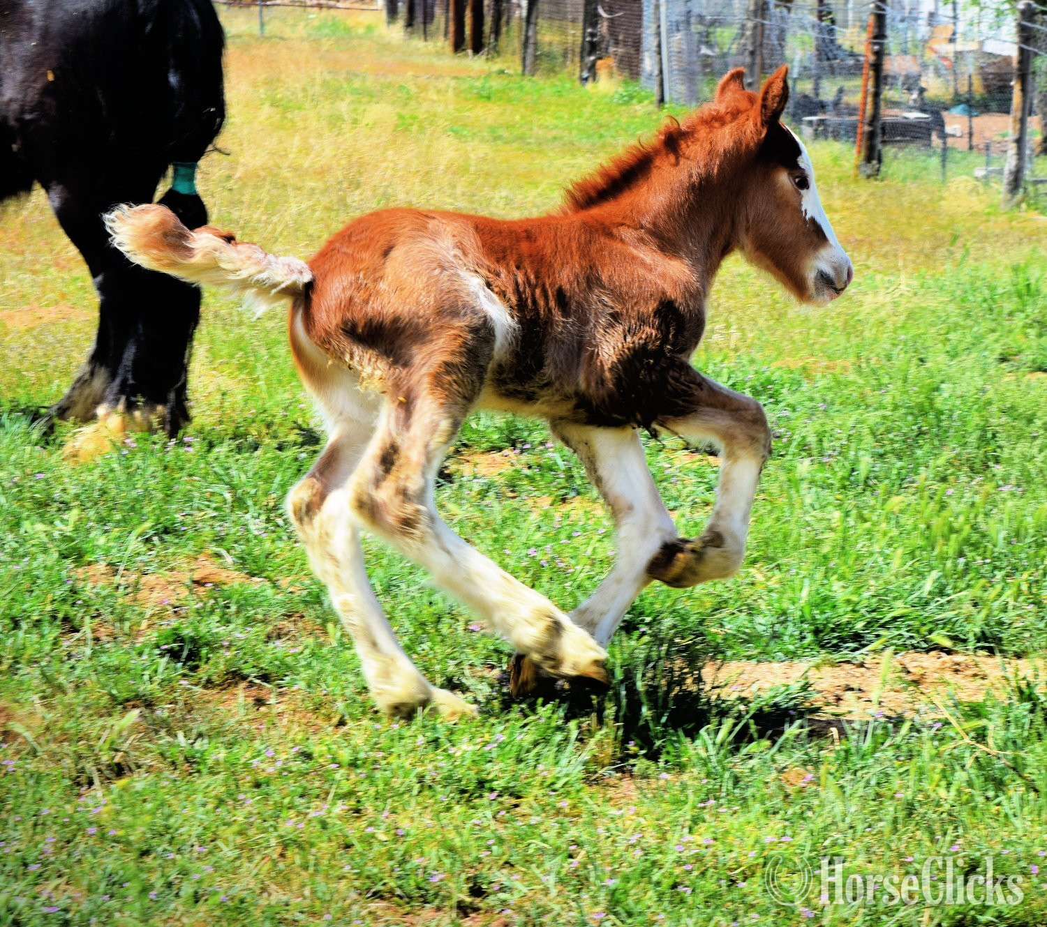 Utah "FKGH Kellen" Chocolate Colt Gypsy Vanner