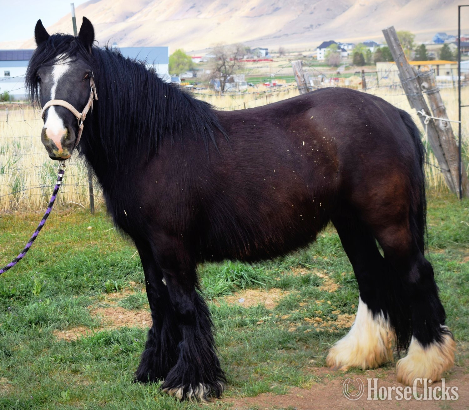 "FKGH Kellen" Chocolate Colt Gypsy Vanner Utah