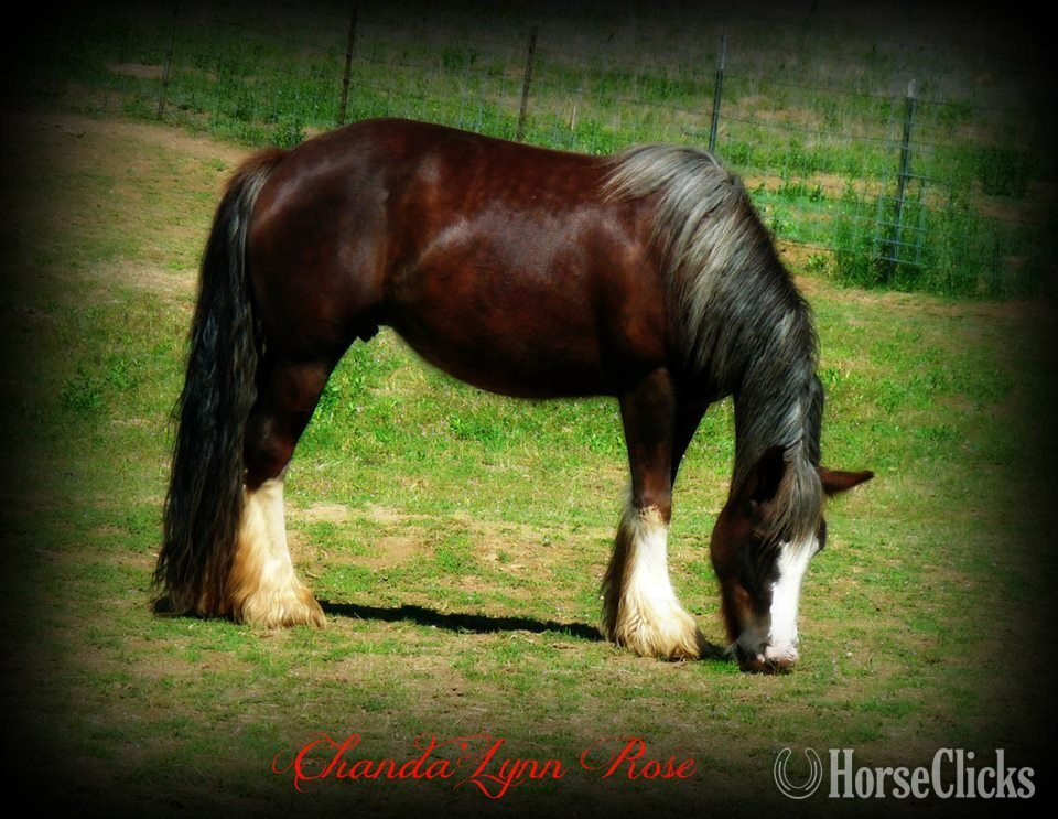 Gypsy Vanner - "FKGH Kellen" Chocolate Colt Gypsy Vanner in Utah