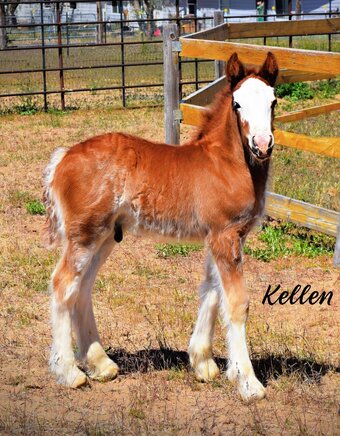 "FKGH Kellen" Chocolate Colt Gypsy Vanner