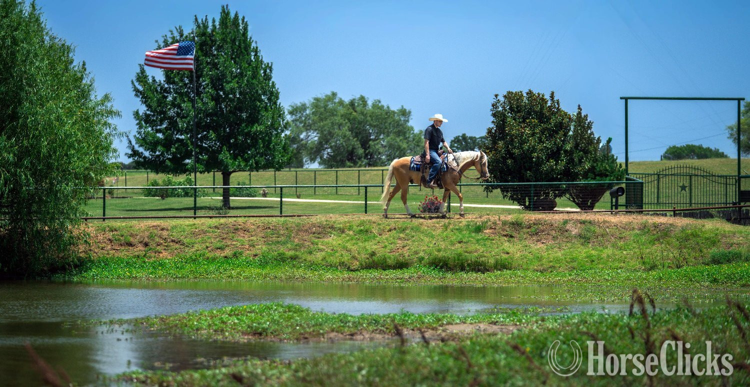Texas "Brumby" Palomino Gelding Quarter Pony
