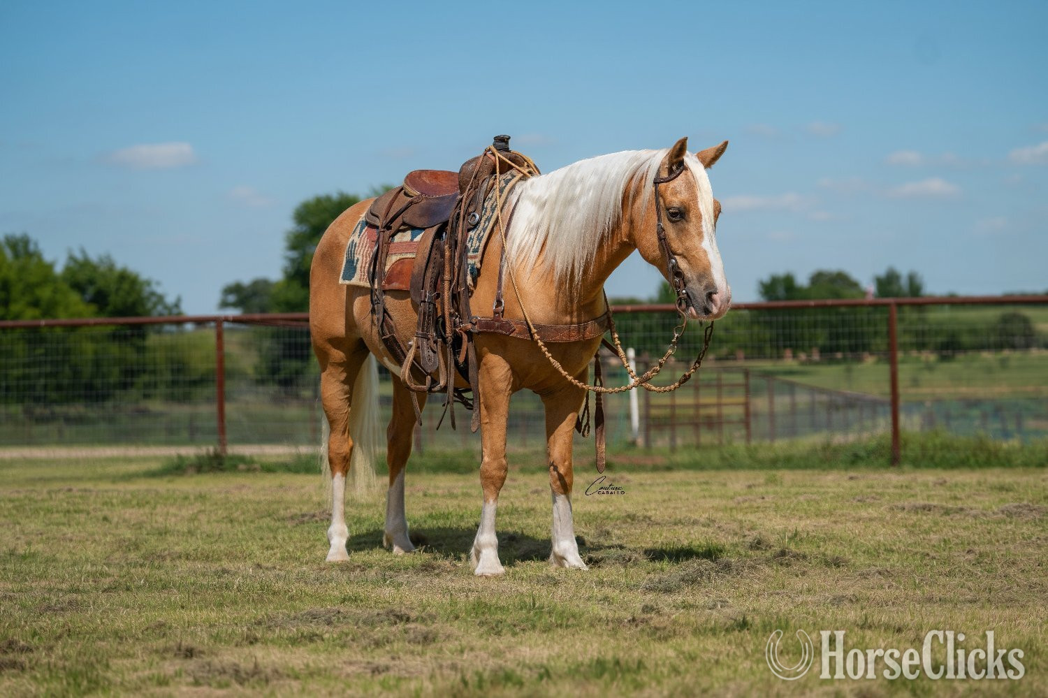 "Brumby" Palomino Gelding Quarter Pony Texas