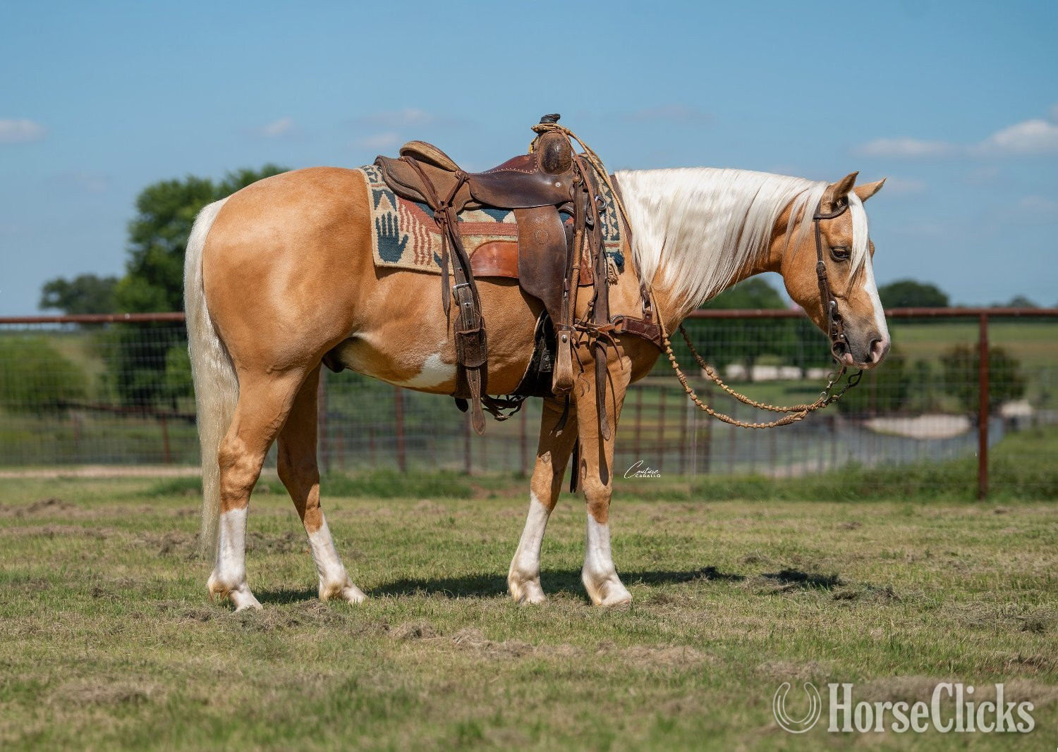 Quarter Pony - "Brumby" Palomino Gelding Quarter Pony in Texas