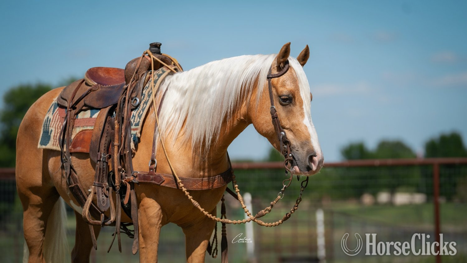 Quarter Pony - "Brumby" Palomino Gelding Quarter Pony