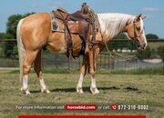 "Brumby" Palomino Gelding Quarter Pony