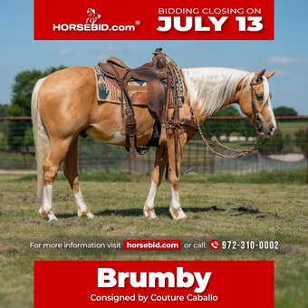 "Brumby" Palomino Gelding Quarter Pony