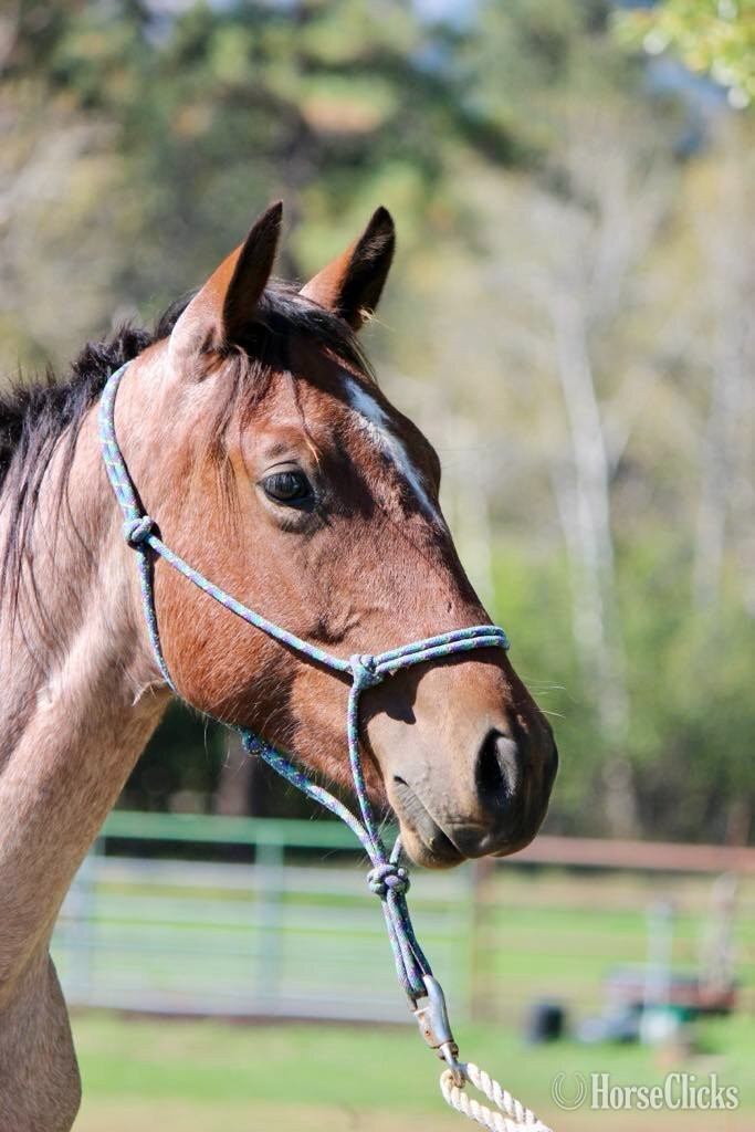  "Smart Leo Spark aka Tuffy" Bay Roan Gelding Quarter Horse