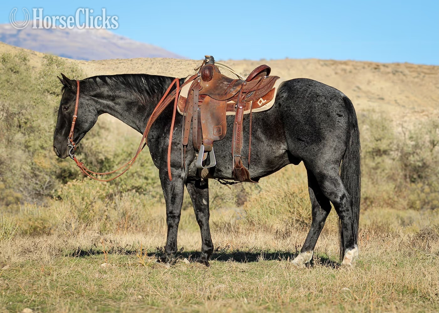 "Blue Boy" Blue Roan Gelding Quarter Horse in Wyoming