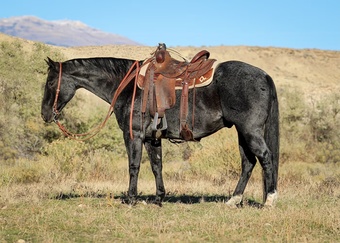 "Blue Boy" Blue Roan Gelding Quarter Horse