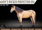 "Danny" Buckskin Gelding Missouri Fox Trotter