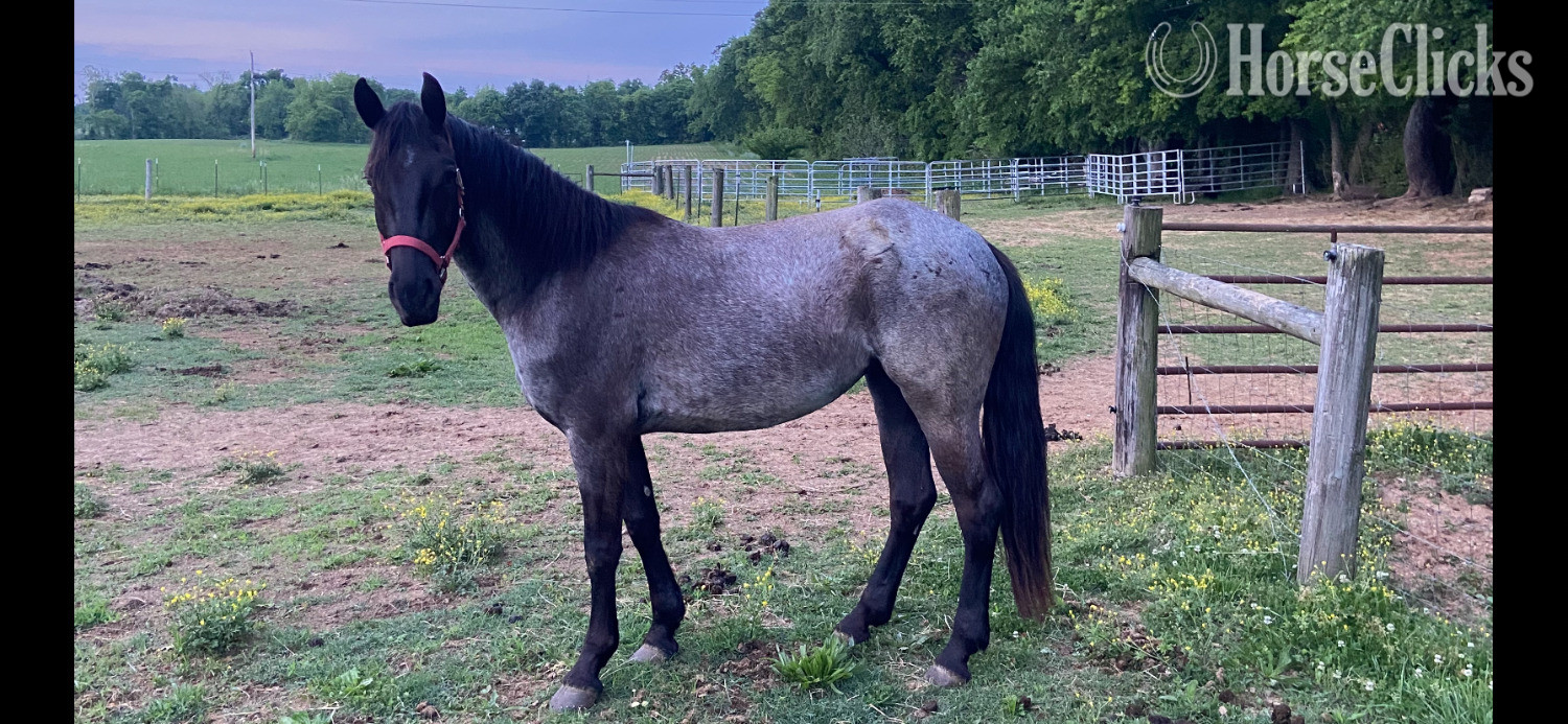 "PS Reaghan Blue" Blue Roan Mare Friesian in Kentucky