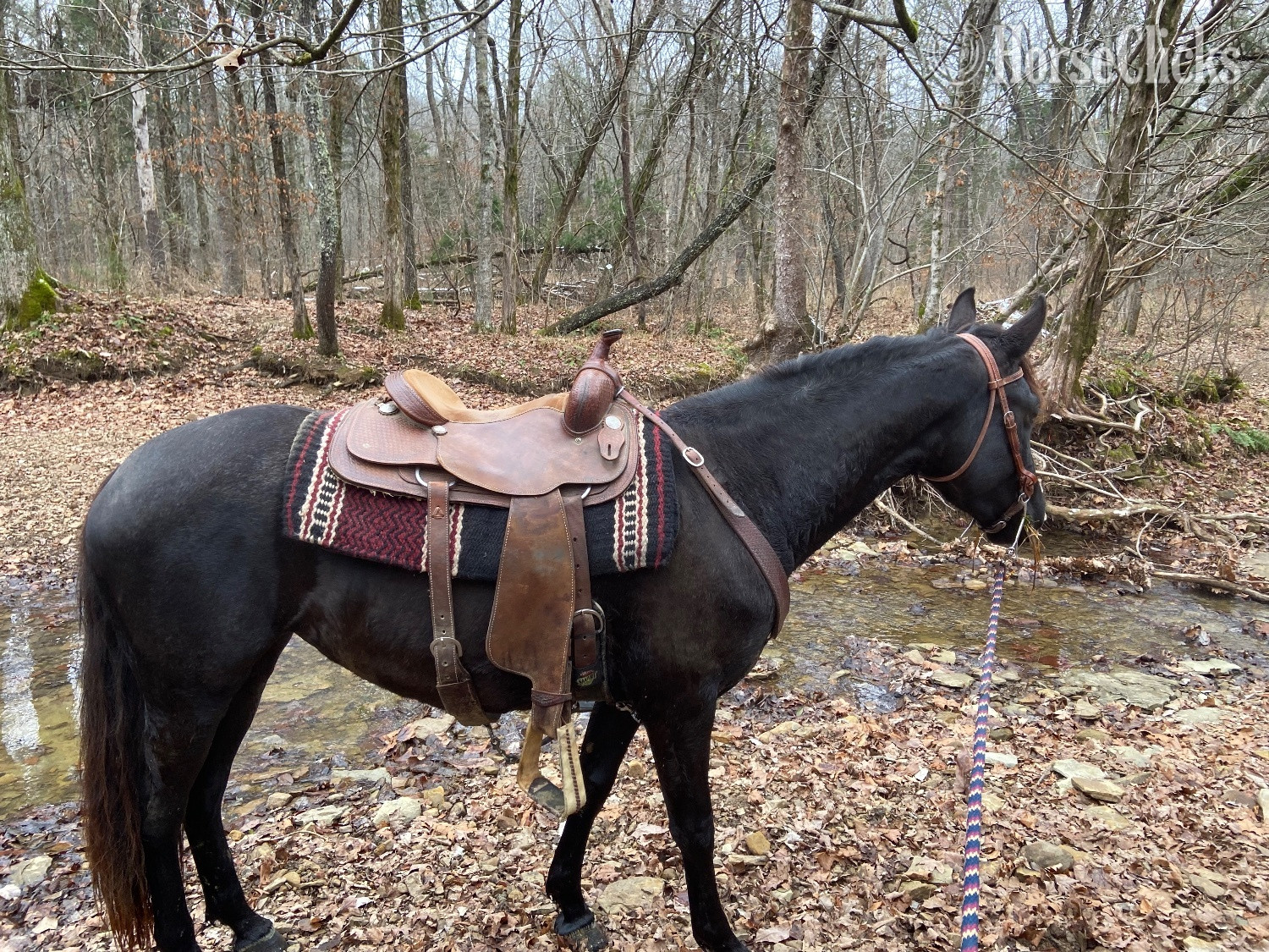 Kentucky "PS Reaghan Blue" Blue Roan Mare Friesian