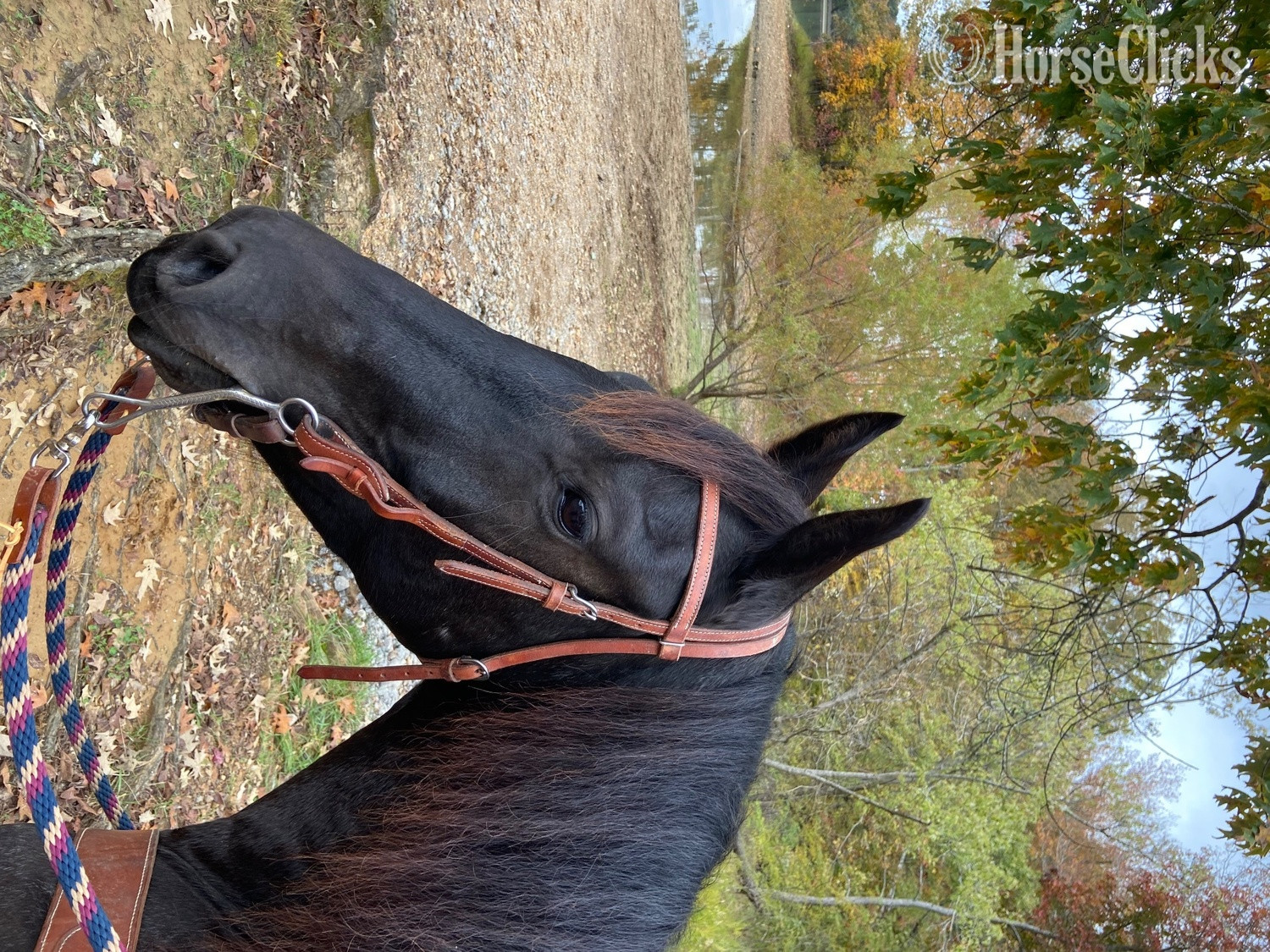"PS Reaghan Blue" Blue Roan Mare Friesian - Friesian in Kentucky