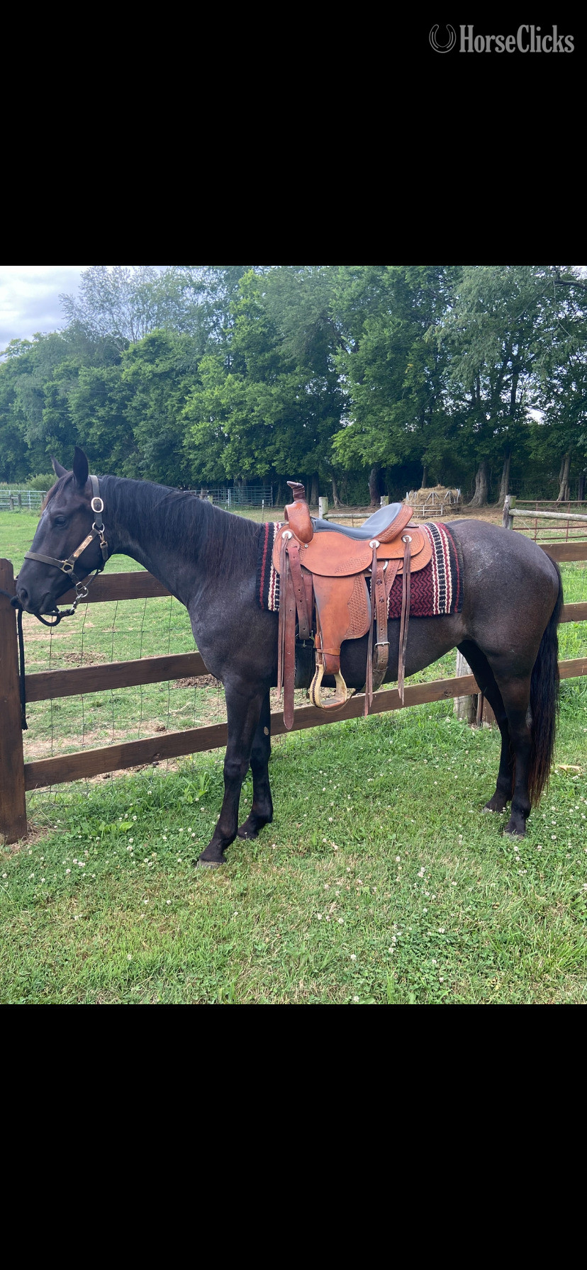 "PS Reaghan Blue" Blue Roan Mare Friesian - Friesian