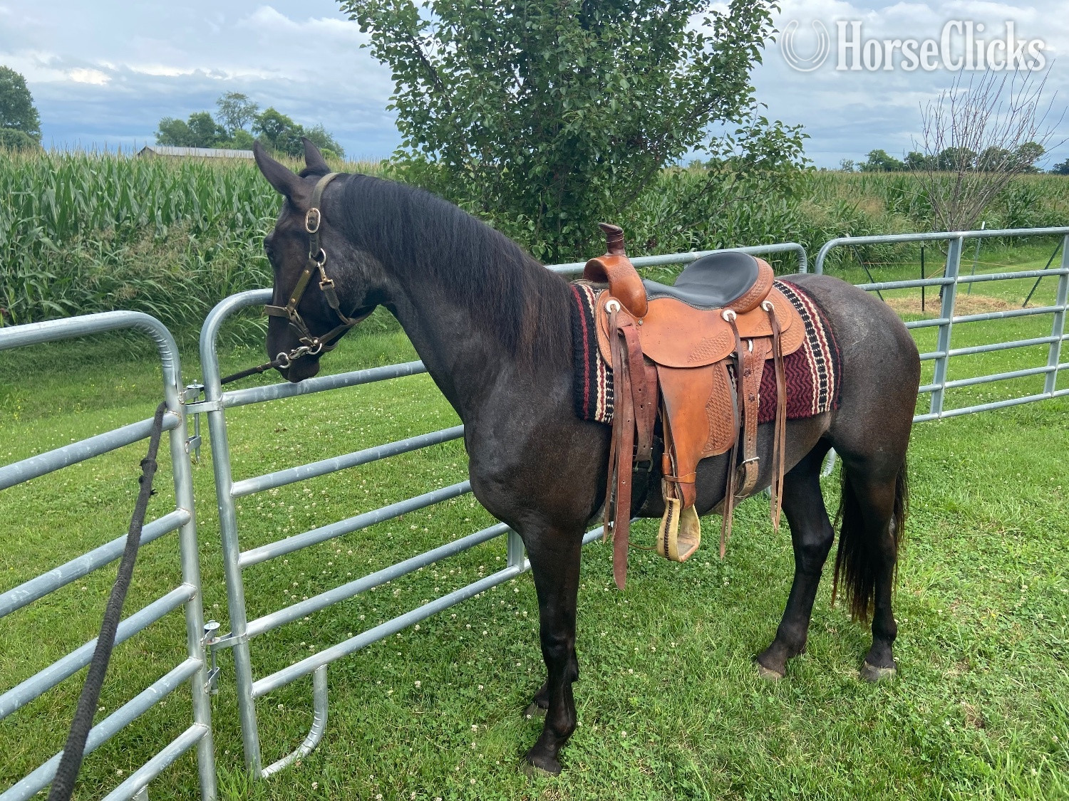 Friesian - "PS Reaghan Blue" Blue Roan Mare Friesian in Kentucky